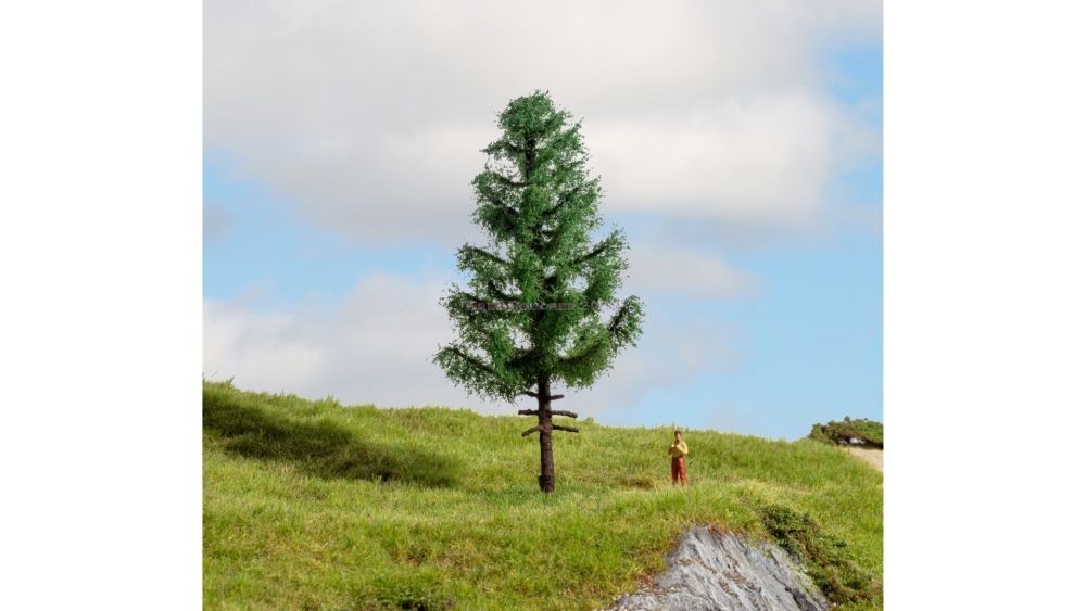 High Trunk Spruce, 14 cm